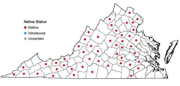 Locations ofDoellingeria umbellata (P. Mill.) Nees var. umbellata in Virginia