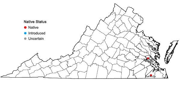 Locations ofDryopteris ×australis (Wherry) Small in Virginia