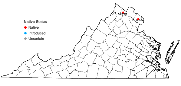 Locations ofDryopteris ×slossoniae Wherry ex Lellinger in Virginia