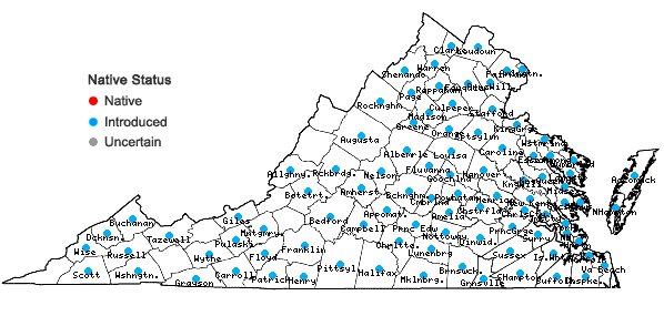 Locations ofDysphania ambrosioides (L.) Mosyakin & Clemants in Virginia