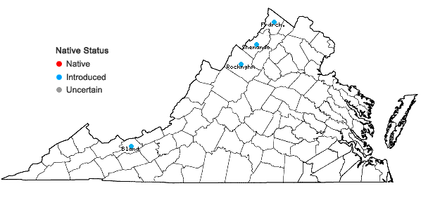 Locations ofDyssodia papposa (Ventenat) A.S. Hitchcock. in Virginia