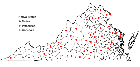 Locations ofEchinochloa muricata (Beauv.) Fern. var. muricata in Virginia