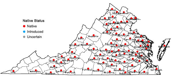 Locations ofEchinochloa muricata (Beauv.) Fern. var. muricata in Virginia