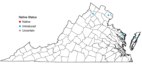 Locations ofElaeagnus angustifolia L. in Virginia