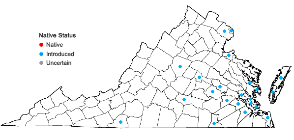 Locations ofElaeagnus pungens Thunb. in Virginia