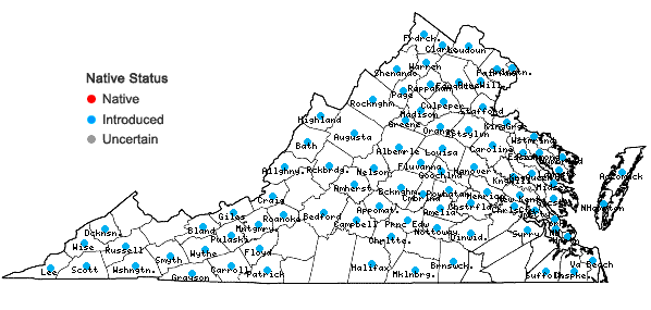 Locations ofElaeagnus umbellata Thunb. in Virginia