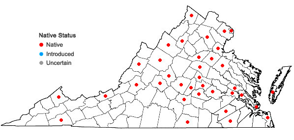 Locations ofEleocharis acicularis (L.) Roemer & Schultes in Virginia