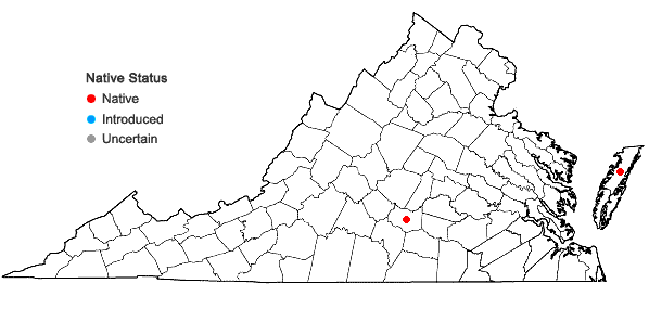 Locations ofEleocharis equisetoides (Elliott) Torrey in Virginia