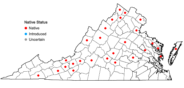 Locations ofEleocharis palustris (L.) Roemer & Schultes in Virginia