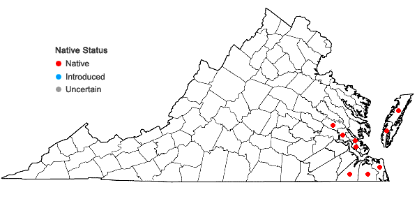 Locations ofEleocharis rostellata (Torrey) Torrey in Virginia