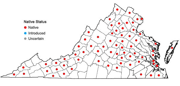 Locations ofEleocharis tenuis (Willd.) Schultes var. tenuis in Virginia