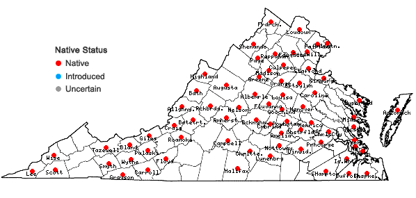 Locations ofEleocharis tenuis (Willd.) Schultes var. tenuis in Virginia