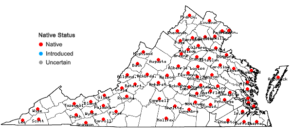 Locations ofEleocharis tenuis (Willd.) Schultes var. tenuis in Virginia