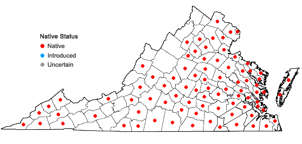 Locations ofElephantopus carolinianus Raeusch. in Virginia