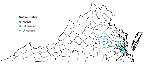 Locations ofEmblica urinaria (Linnaeus) R.W. Bouman in Virginia