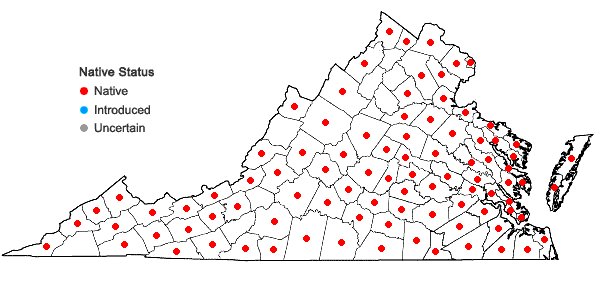 Locations ofEpifagus virginiana (L.) W.Barton in Virginia