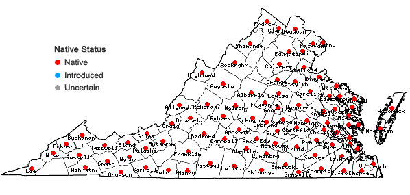 Locations ofEpifagus virginiana (L.) W.Barton in Virginia