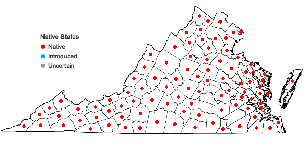 Locations ofEpigaea repens L. in Virginia