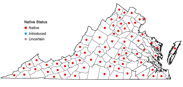 Locations ofEragrostis capillaris (L.) Nees in Virginia
