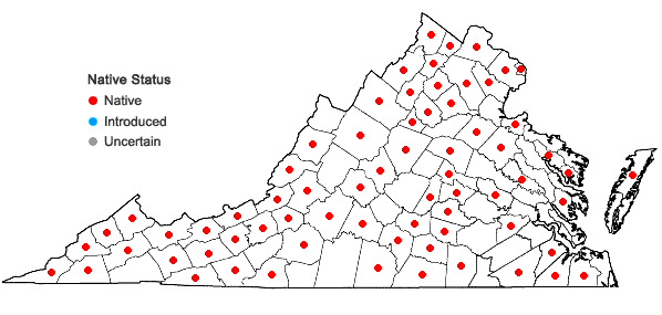 Digital Atlas of the Virginia Flora | Eragrostis capillaris (L.) Nees