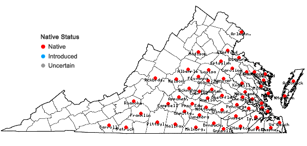 Locations ofEragrostis hirsuta (Michx.) Nees in Virginia