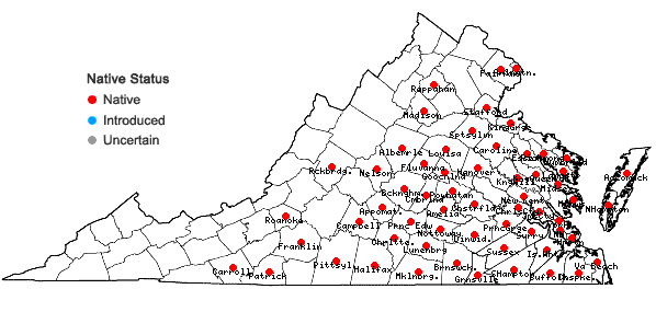 Locations ofEragrostis hirsuta (Michx.) Nees in Virginia