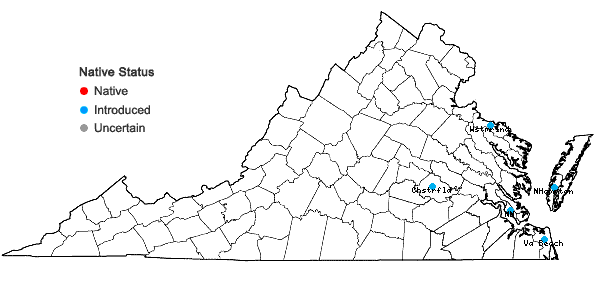 Locations ofEremochloa ophiuroides (Munro) Hack. in Virginia