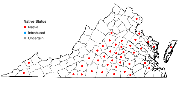 Digital Atlas of the Virginia Flora | Erianthus alopecuroides (L.) Ell.