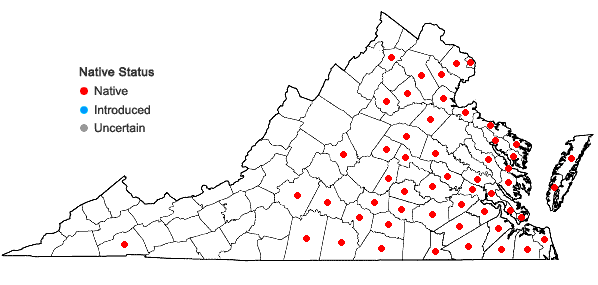 Locations ofErianthus giganteus (Walt.) P. Beauv. in Virginia