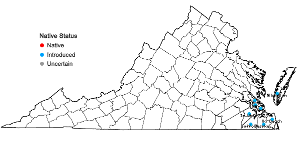 Locations ofErigeron bonariensis L. in Virginia