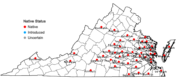 Locations ofErigeron pusillus Nutt. in Virginia