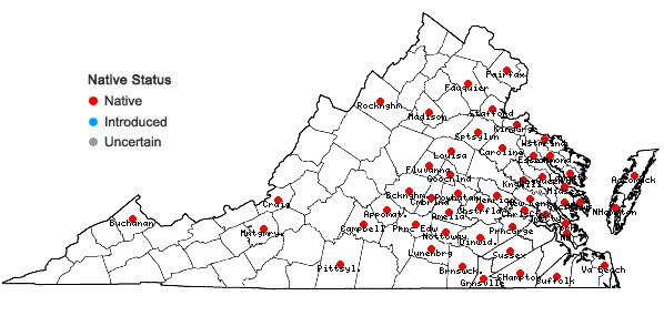 Locations ofErigeron pusillus Nutt. in Virginia