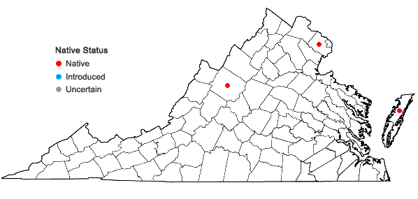 Locations ofEriocaulon aquaticum (Hill) Druce in Virginia