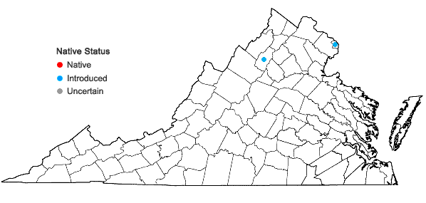 Locations ofEriochloa contracta A.S. Hitchc. in Virginia