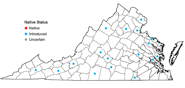 Locations ofErysimum repandum Linnaeus in Virginia