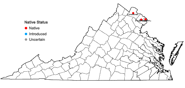 Locations ofErythronium albidum Nutt. in Virginia