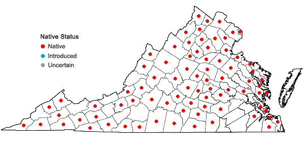 Locations ofErythronium americanum Ker-Gawl. ssp. americanum in Virginia