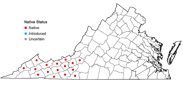 Locations ofEubotrys recurvus (Buckl.) Britt. in Virginia