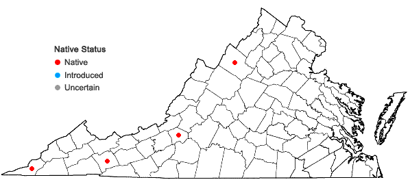 Locations ofEucladium verticillatum (Hedw.) Bruch & Schimp. in Virginia