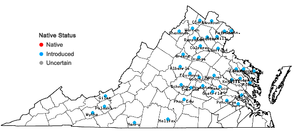 Locations ofEuonymus fortunei (Turcz.) Hand.-Maz. in Virginia