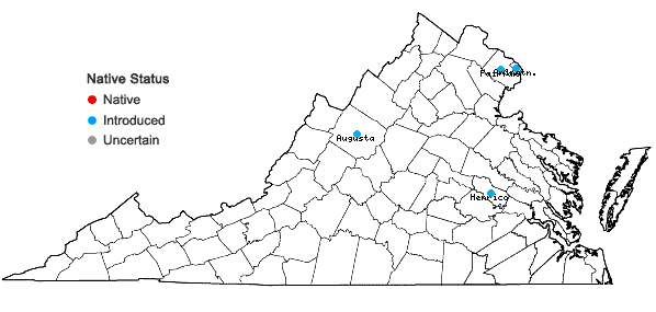 Locations ofEuonymus kiautschovicus Loes. in Virginia