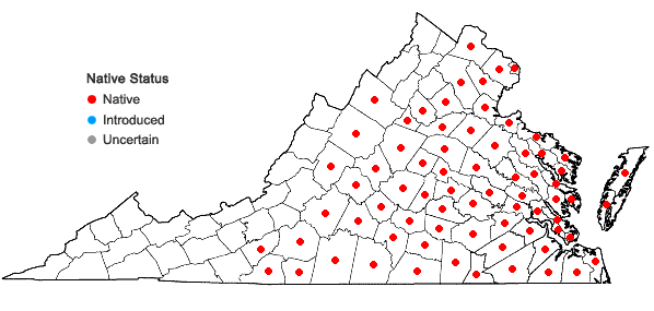 Locations ofEupatorium hyssopifolium L. in Virginia