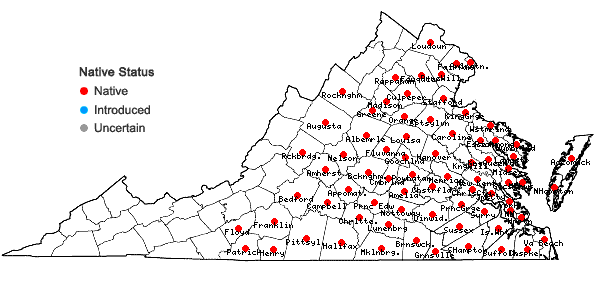 Locations ofEupatorium hyssopifolium L. in Virginia