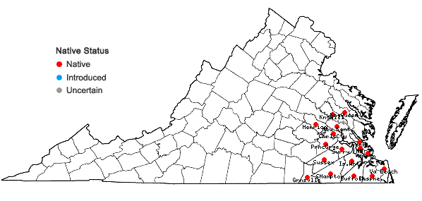 Locations ofEupatorium semiserratum DC. in Virginia