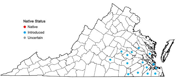 Locations ofEuphorbia cyathophora Murr. in Virginia