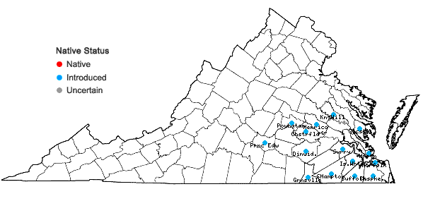 Locations ofEuphorbia cyathophora Murr. in Virginia