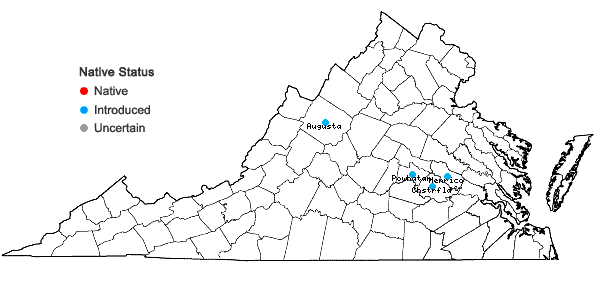 Locations ofEuphorbia hypericifolia L. in Virginia