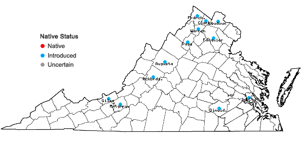 Locations ofEuphorbia prostrata Aiton in Virginia