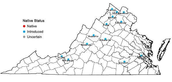 Locations ofEuphorbia prostrata Aiton in Virginia