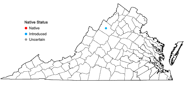 Locations ofEuphrasia stricta J. P. Wolff ex J. F. Lehmann var. stricta in Virginia